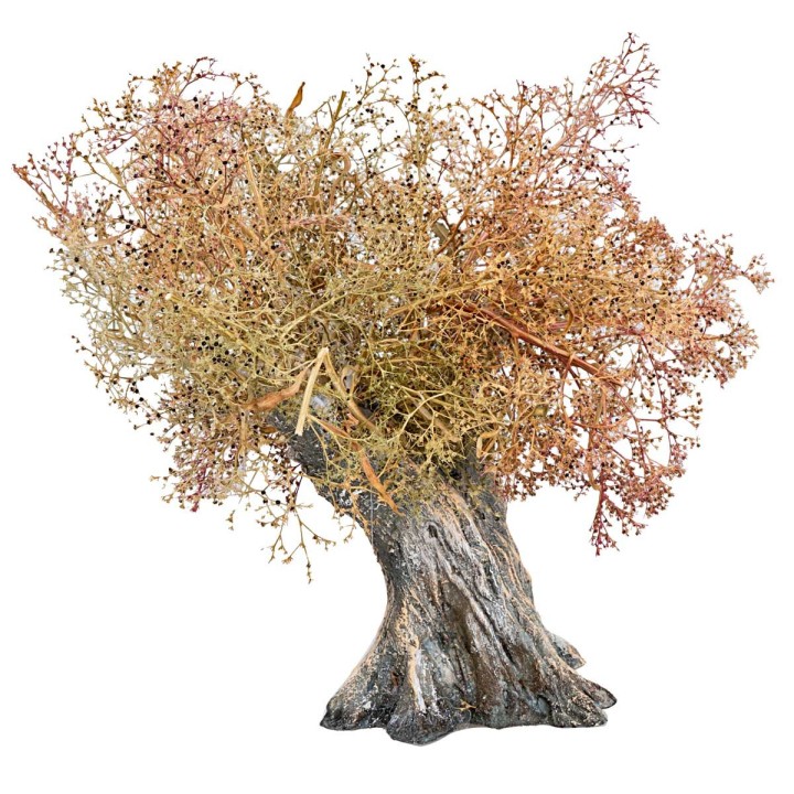 Albero d'ulivo h 13 cm