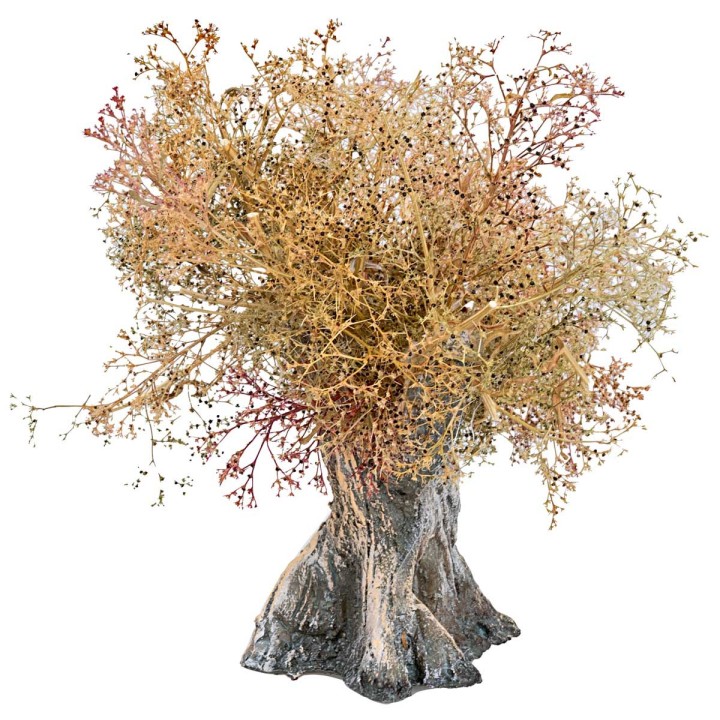 Olive tree h 13 cm
