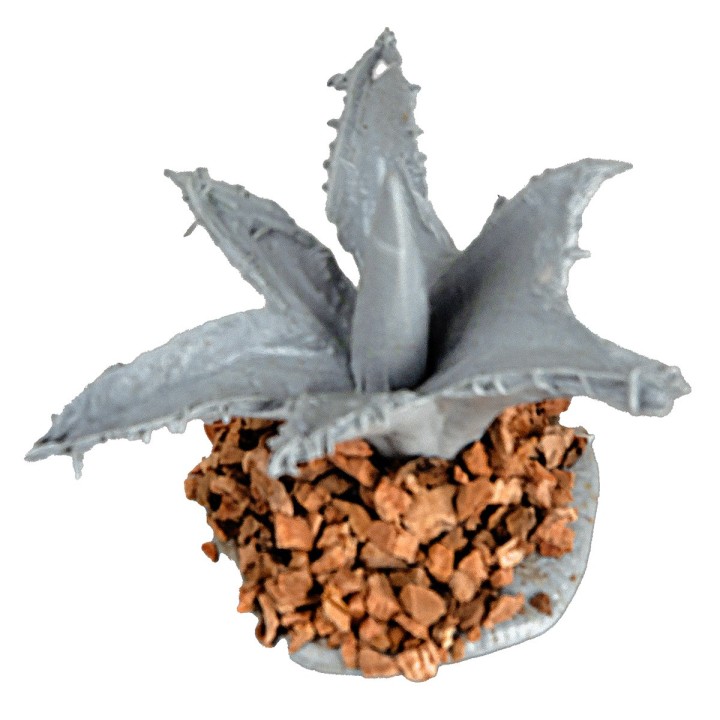 Agave pequeña 3 cm