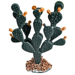 Thick prickly pear cactus 6.2 cm