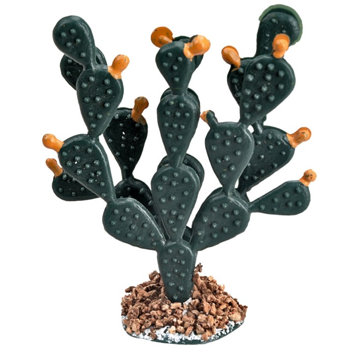 Thick prickly pear cactus 6.2 cm