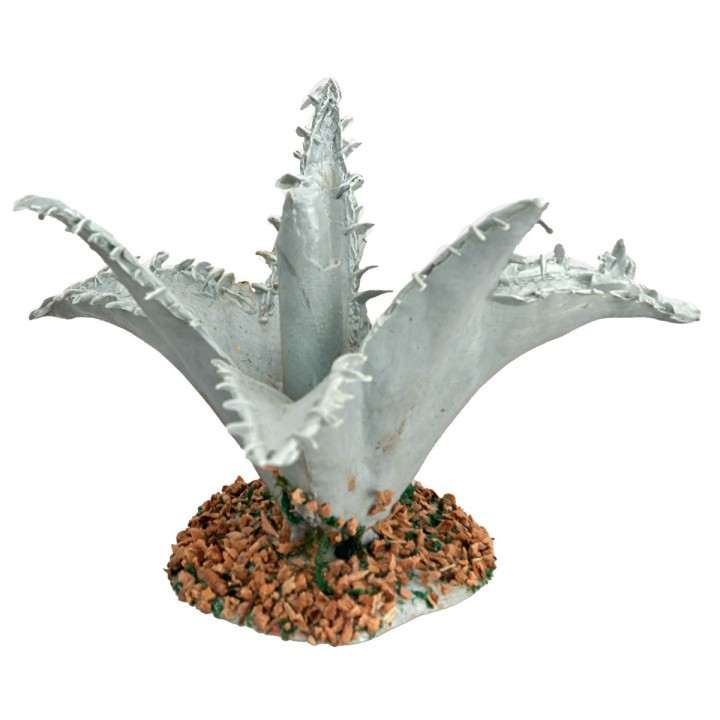 Agave cm 3