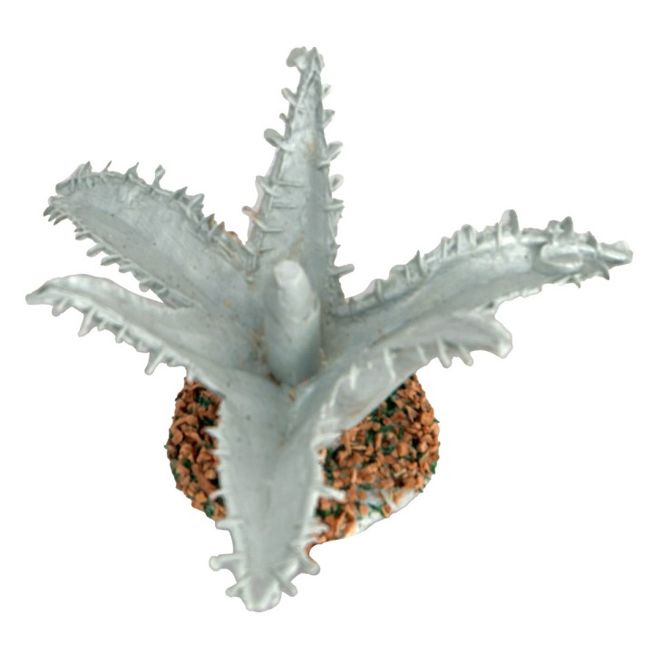 Agave 3 cm