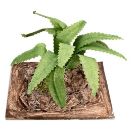 Agave modellabile h 6 cm