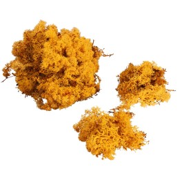 Golden yellow lichen available in bags: