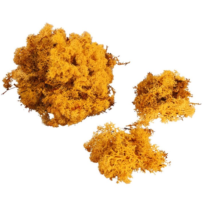 Líquenes dorados disponibles en bolsas de: