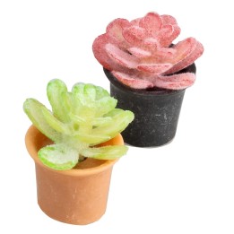Vaso di pianta grassa in colori assortiti cm 2x2,5 h