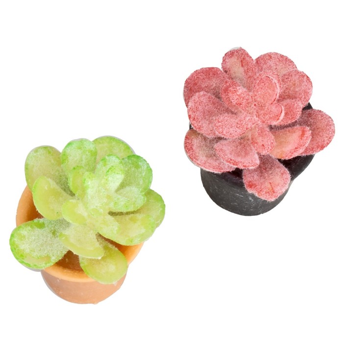 Vaso di pianta grassa in colori assortiti cm 2x2,5 h