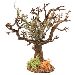 Albero d’ulivo h 13 cm