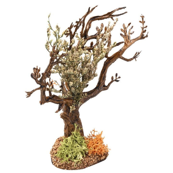 Olive tree h 13 cm