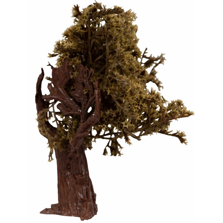 Pianta di ulivo con foglie 17 cm