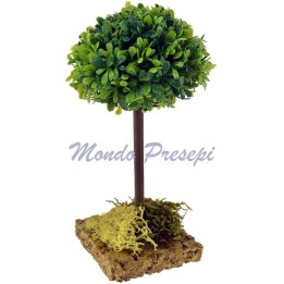 Albero Olmo cm 13 h.