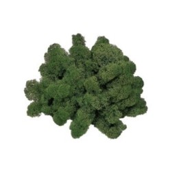 Lichene verde muschio 50 gr