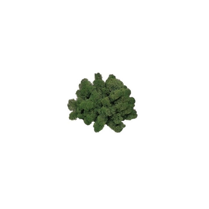 Lichene verde muschio 500 gr