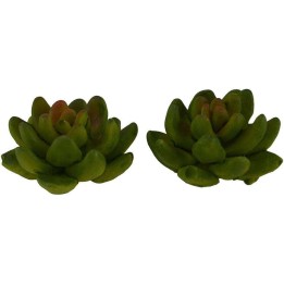 Set 2 piante 3 cm