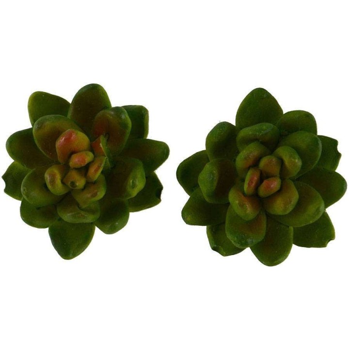 Set 2 piante 3 cm